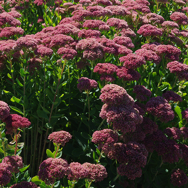 Sedum ‘Autumn Joy’